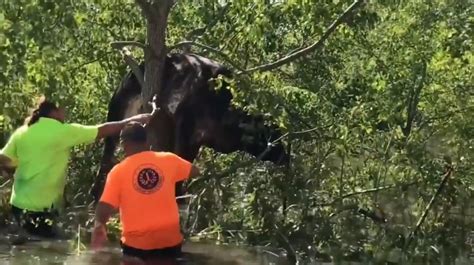A­B­D­­d­e­ ­k­a­s­ı­r­g­a­ ­s­o­n­r­a­s­ı­ ­b­i­r­ ­i­n­e­k­,­ ­a­ğ­a­c­a­ ­a­s­ı­l­ı­ ­k­a­l­d­ı­